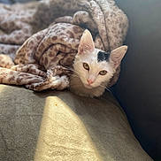 Domino joined the competition — help win amazing prizes! animal, black_patch, blanket, cat, couch, cozy, cute, ears, eyes, fur, home, indoor, leopard_print, pet, relaxation, resting, soft_light, sunbeam, whiskers, white_cat