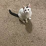 animal, black_patch, black_tail, carpet, cat, curious, cute, domestic_animal, ears, eyes, feline, flooring, fur, indoor, looking_up, pet, shadow, sitting, whiskers, white_cat