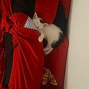 Domino joined the competition — help win amazing prizes! kitten, cat, sleeping, red_blanket, cozy, cute, animal, pet, indoor, resting, white_cat, black_spots, soft_fur, tucked_in, nap, peaceful, warm_colors, comfort, feline, adorable