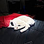 Domino joined the competition — help win amazing prizes! animal, bed, black_bedspread, black_patch, blanket, cat, cozy, cute, domestic_cat, fur, indoor, paw, pet, quiet, red_blanket, relaxed, resting, sleeping, soft_light, white_cat