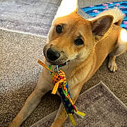 Meisha joined the competition — help win amazing prizes! animal, brown, carpet, colorful, curious, cute, dog, domestic, ears, floor, fur, indoor, light, looking_up, mouth, pet, playful, relaxed, sunlight, toy