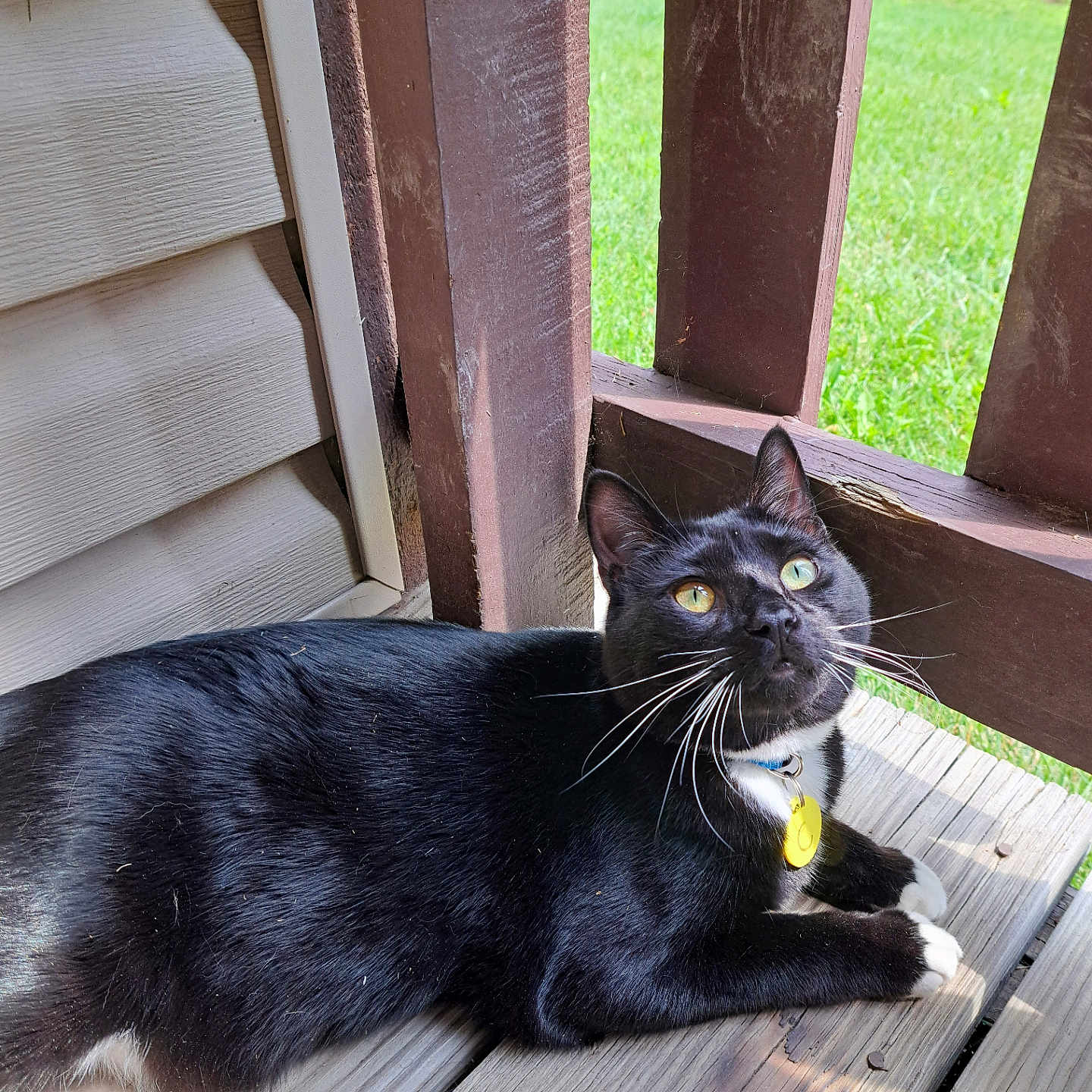 Phantom joined the competition — help win amazing prizes! animal, architecture, backyard, blackcat, building, cat, deck, grass, hardwood, house, housing, kitten, manx, nature, pet, plant, plywood, porch, pottedplant, wood