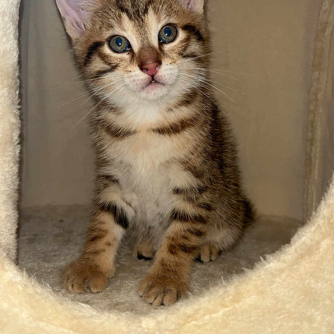 Simba participe au concours pour gagner de l'argent avec cette photo : abyssinian, animal, blanket, cat, kitten, manx, pet, siamese