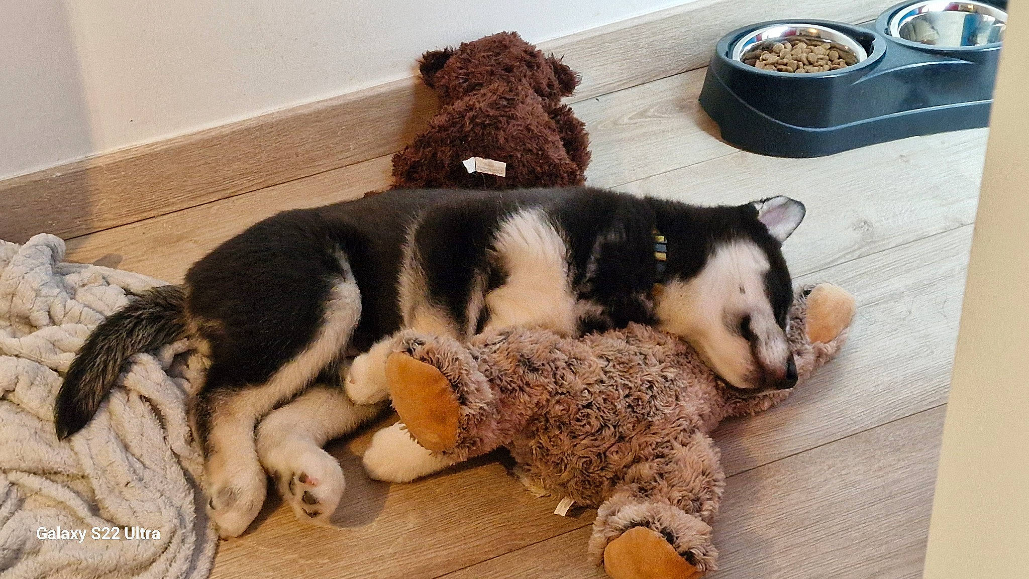 Tayron a rejoint le concours — aidez-le/la à gagner de superbes lots ! canidae, carnivore, comfort, companion_dog, dog_breed, fawn, flooring, fur, mixing_bowl, paw, plush, snout, sporting_group, stuffed_toy, tail, terrestrial_animal, toy, wood, working_animal