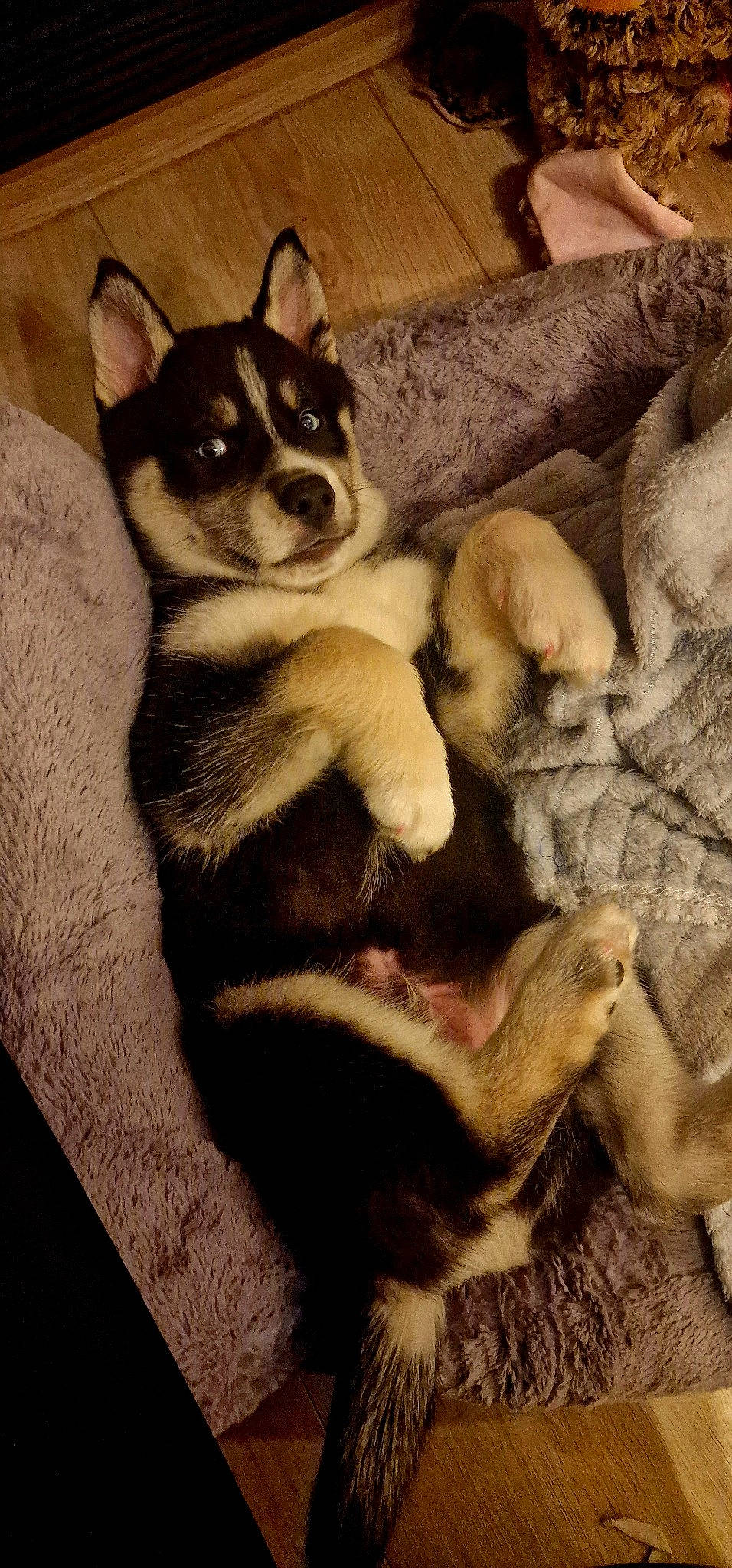 Tayron a rejoint le concours — aidez-le/la à gagner de superbes lots ! canidae, carnivore, comfort, companion_dog, dog, dog_breed, fawn, foot, fur, non_sporting_group, paw, sitting, snout, sporting_group, tail, terrestrial_animal, toy_dog, whiskers, working_animal