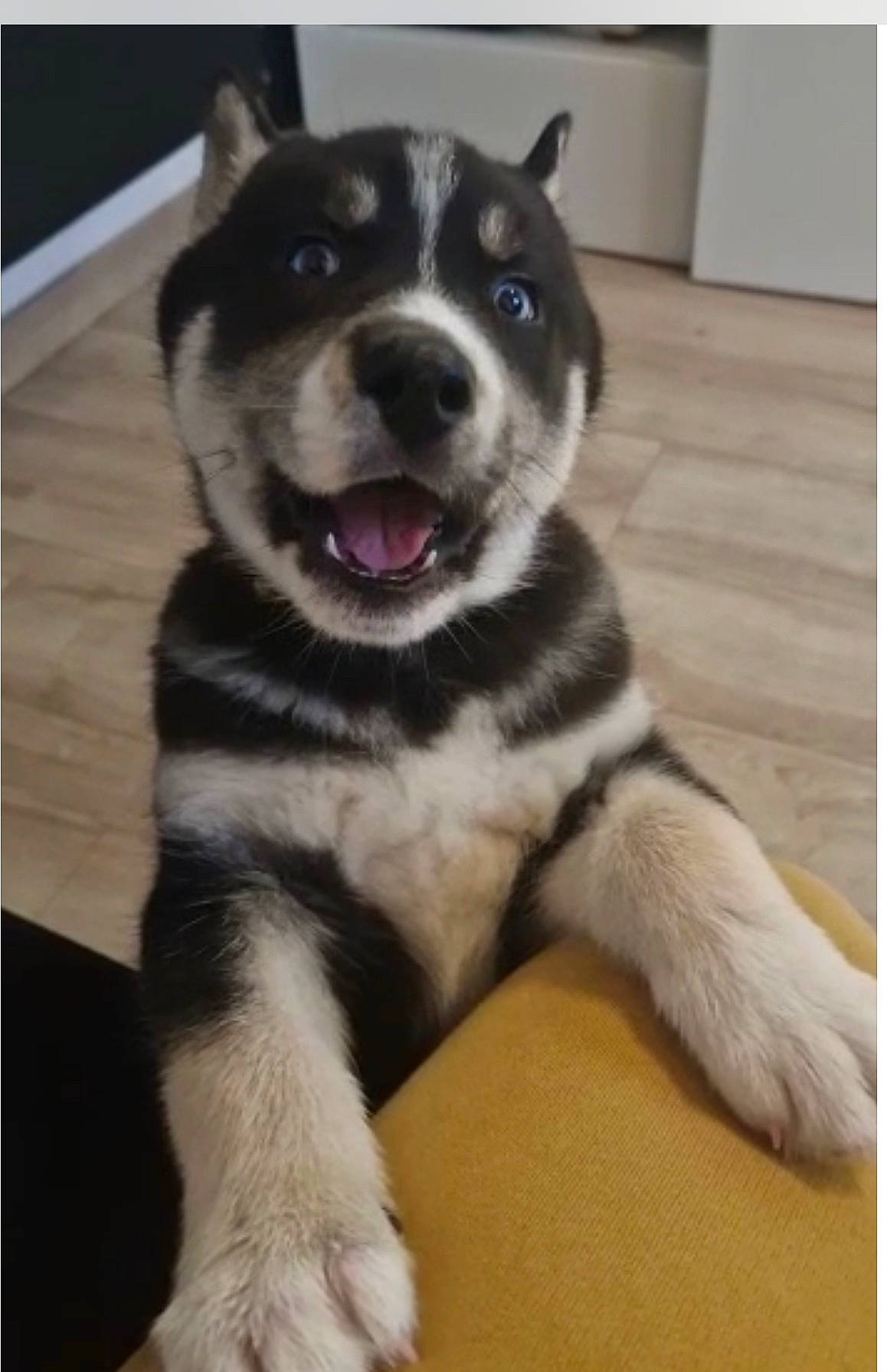 Tayron participe au concours pour gagner de l'argent avec cette photo : canidae, carnivore, companion_dog, dog, dog_breed, eye, flooring, foot, fur, jaw, non_sporting_group, paw, siberian_husky, sled_dog, snout, sporting_group, terrestrial_animal, whiskers, working_animal, working_dog