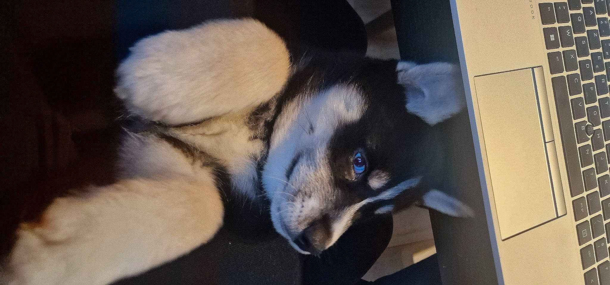 Tayron participe au concours pour gagner de l'argent avec cette photo : canidae, carnivore, claw, comfort, companion_dog, dog, dog_breed, fawn, fur, paw, pet_supply, puppy, sporting_group, tail, terrestrial_animal, whiskers, working_animal, working_dog