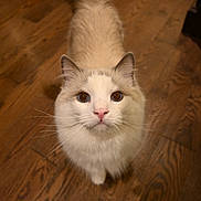 Duke is registered to the contest to win money with this photo: animal, cat, close_up, curious, cute, domestic, eyes, feline, fluffy, fur, gray, indoor, looking_up, mammal, pet, portrait, tail, whiskers, white, wooden_floor