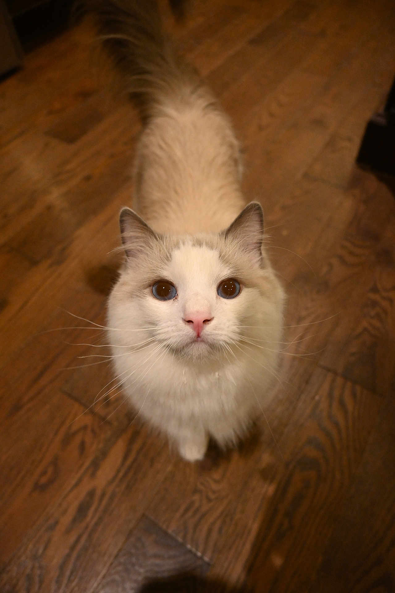 Duke is registered to the contest to win money with this photo: animal, cat, close_up, curious, cute, domestic, eyes, feline, fluffy, fur, gray, indoor, looking_up, mammal, pet, portrait, tail, whiskers, white, wooden_floor