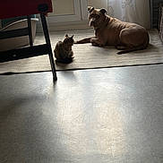 Riley participe au concours pour gagner de l'argent avec cette photo : animal, brown_dog, calm, cat, companion, curtain, daylight, dog, floor, fluffy_cat, furniture, home, indoor, natural_light, pet, quiet, relaxing, rug, shadow, window