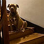 Riley participe au concours pour gagner de l'argent avec cette photo : animal, brown_dog, calm, canine, collar, dog, domestic, floor, house, indoor, paw, pet, portrait, quiet, sitting, stairs, texture, wall, wooden_banister, wooden_stairs