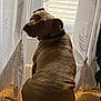 Riley a rejoint le concours — aidez-le/la à gagner de superbes lots ! animal, brown_dog, collar, curtains, dog, domestic, furniture, home, indoor, looking_back, mammal, natural_light, pet, quiet, relaxed, rug, seated, shadows, window, wooden_floor