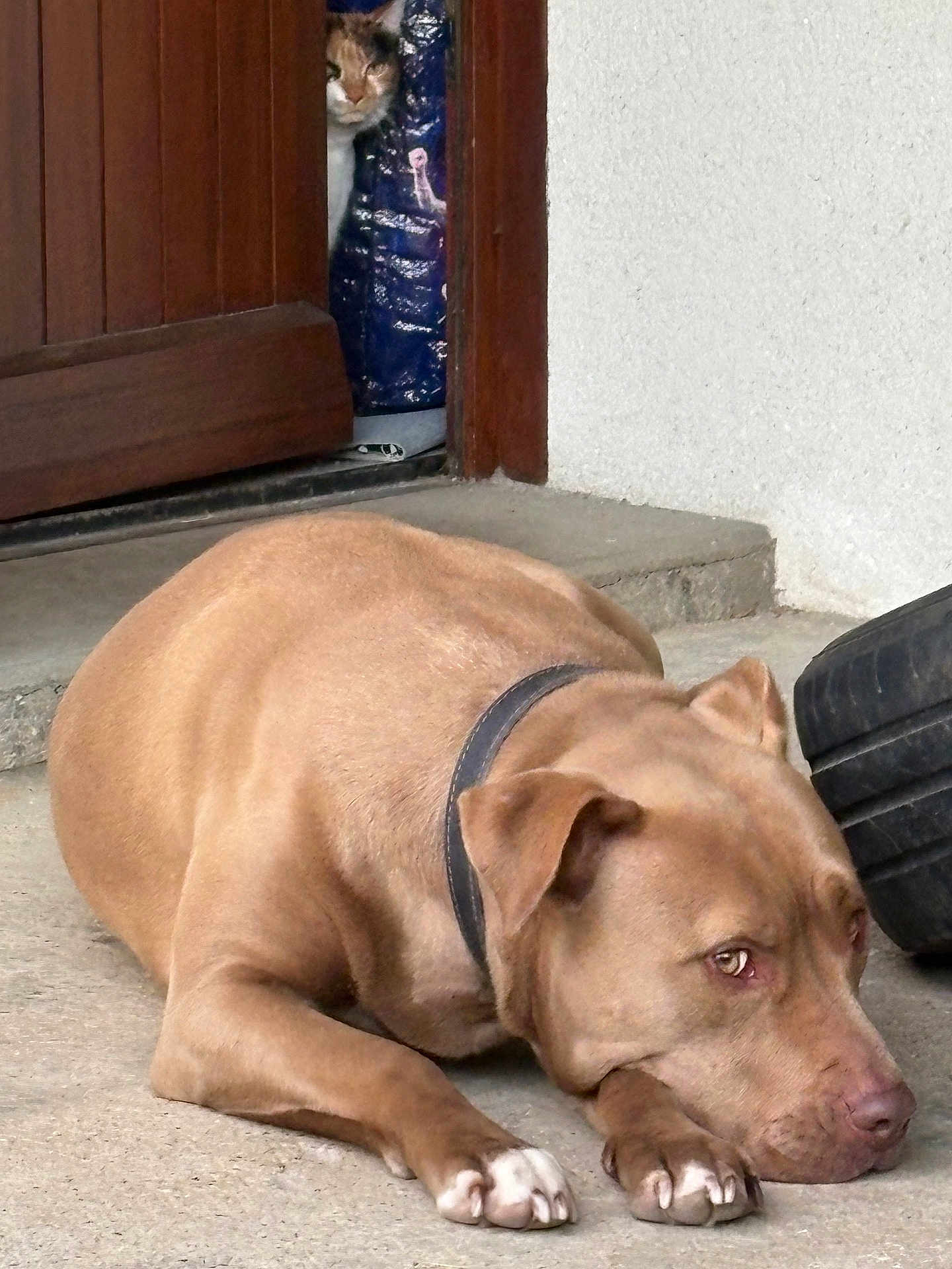 Riley a rejoint le concours — aidez-le/la à gagner de superbes lots ! animal, brown_dog, cat, closeup, collar, companion, concrete_floor, curious, dog, door, feline, floor, indoor, looking, peeking, pet, quiet, resting, tire, wooden_door