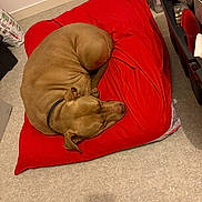 Riley participe au concours pour gagner de l'argent avec cette photo : animal, brown_dog, canine, collar, comfort, cozy, curled_up, dog, domestic, floor, fur, home, indoor, peaceful, pet, quiet, red_cushion, relaxation, resting, sleeping