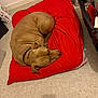 animal, brown_dog, canine, collar, comfort, cozy, curled_up, dog, domestic, floor, fur, home, indoor, peaceful, pet, quiet, red_cushion, relaxation, resting, sleeping