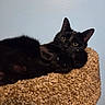 animal, black_cat, cat, cat_bed, closeup, cozy, cute, ears, eyes, feline, fur, home, indoor, pet, portrait, relaxed, resting, sleepy, texture, whiskers