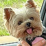 animal, car_interior, close_up, companion, cute, dog, domestic_animal, ears, eyes, fur, greenery, hand, happy, nose, pet, portrait, small_dog, tongue_out, window, yorkshire_terrier