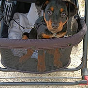 étoile a rejoint le concours — aidez-le/la à gagner de superbes lots ! puppy, dog, stroller, blanket, leash, outdoor, pet, animal, cute, black_and_tan, fur, ears, eyes, mesh, fabric, ground, sunlight, small, young, adorable