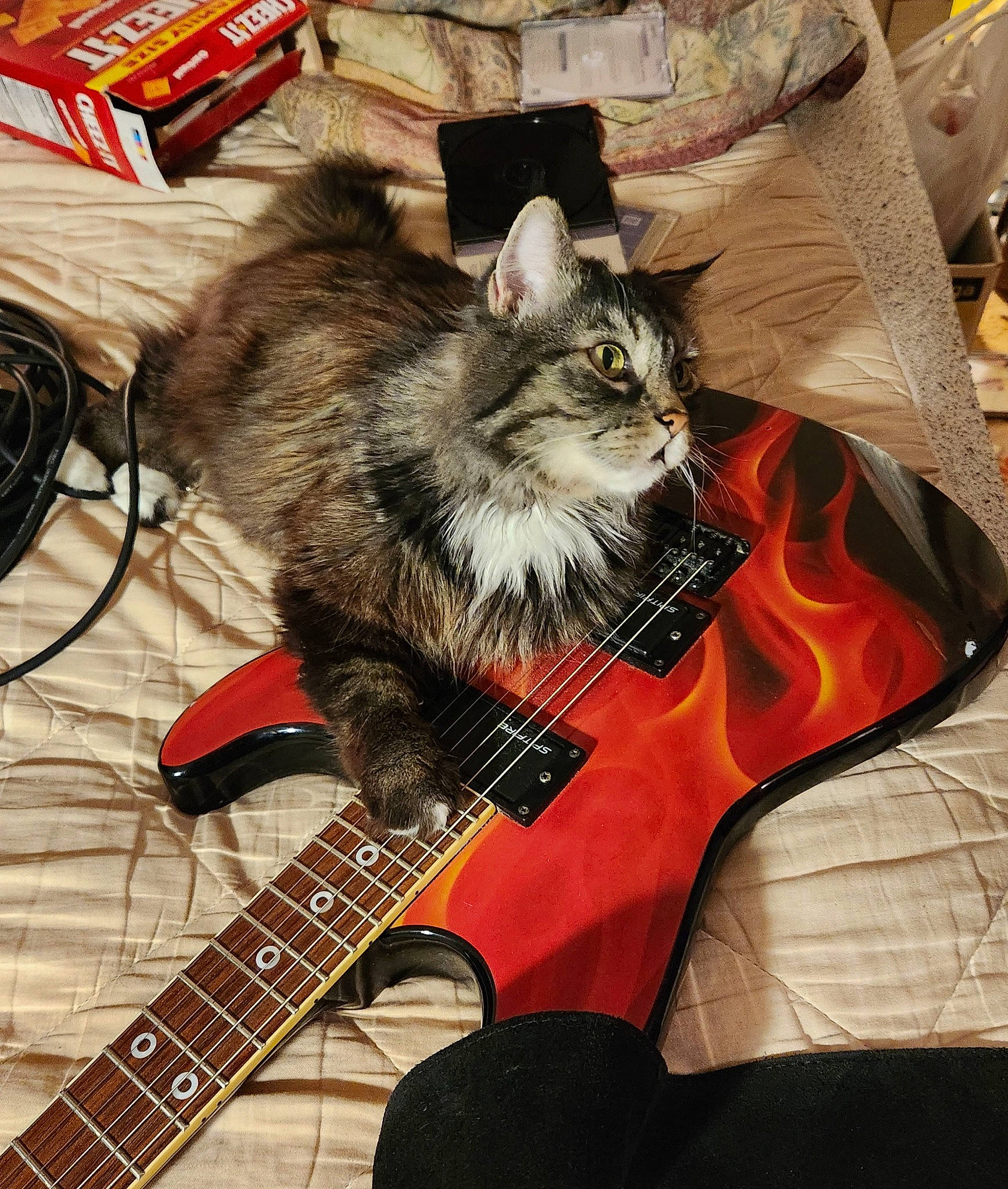 Gracie is registered to the contest to win money with this photo: box, carnivore, cat, domestic_short_haired_cat, event, felidae, fur, guitar, guitar_accessory, jazz_guitarist, musical_instrument, musical_instrument_accessory, plucked_string_instruments, publication, shipping_box, small_to_medium_sized_cats, string_instrument, string_instrument_accessory, whiskers