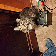 Gracie is registered to the contest to win money with this photo: animal, black_box, cables, carpet, cat, close_up, curious, denim_cloth, domestic, feline, floor, footwear, fur, household, indoor, looking_up, pet, tabby, whiskers, wooden_door