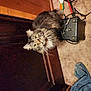 animal, black_box, cables, carpet, cat, close_up, curious, denim_cloth, domestic, feline, floor, footwear, fur, household, indoor, looking_up, pet, tabby, whiskers, wooden_door
