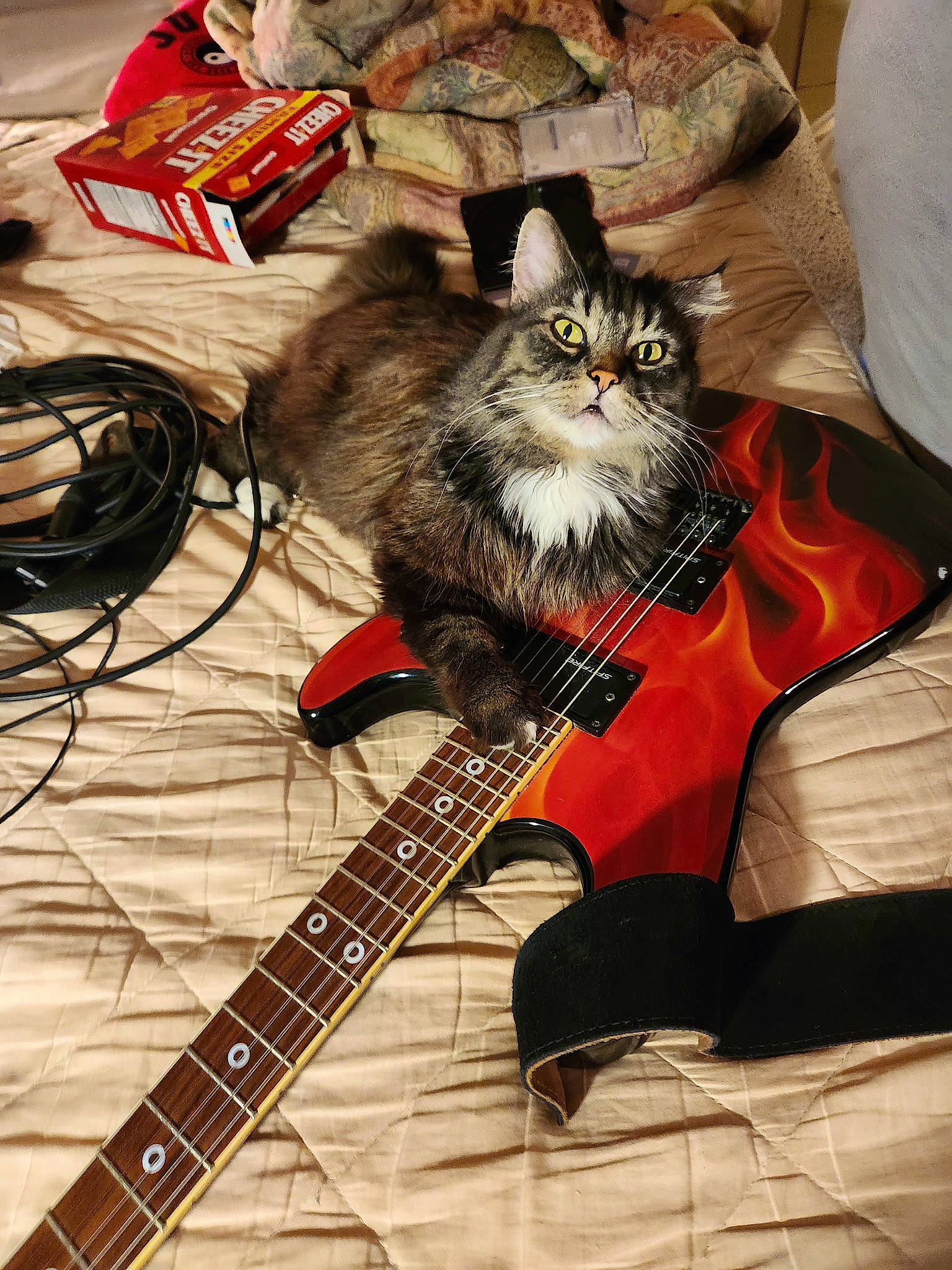 Gracie joined the competition — help win amazing prizes! bag, bassist, box, carnivore, cat, event, fawn, felidae, fur, guitar, guitar_accessory, jazz_guitarist, musical_instrument, musical_instrument_accessory, plucked_string_instruments, small_to_medium_sized_cats, string_instrument, string_instrument_accessory, whiskers
