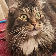 Gracie joined the competition — help win amazing prizes! alert, animal, cat, close_up, domestic_cat, face, fluffy, fur, green_eyes, indoor, long_hair, looking, mammal, pet, portrait, red_surface, tabby, texture, whiskers, wood_background