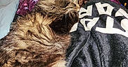 Gracie joined the competition — help win amazing prizes! animal, bed, bedroom, blanket, cat, couch, cushion, face, furniture, homedecor, indoors, kitten, linen, person, pet, purple, quilt, room, sleeping, velvet