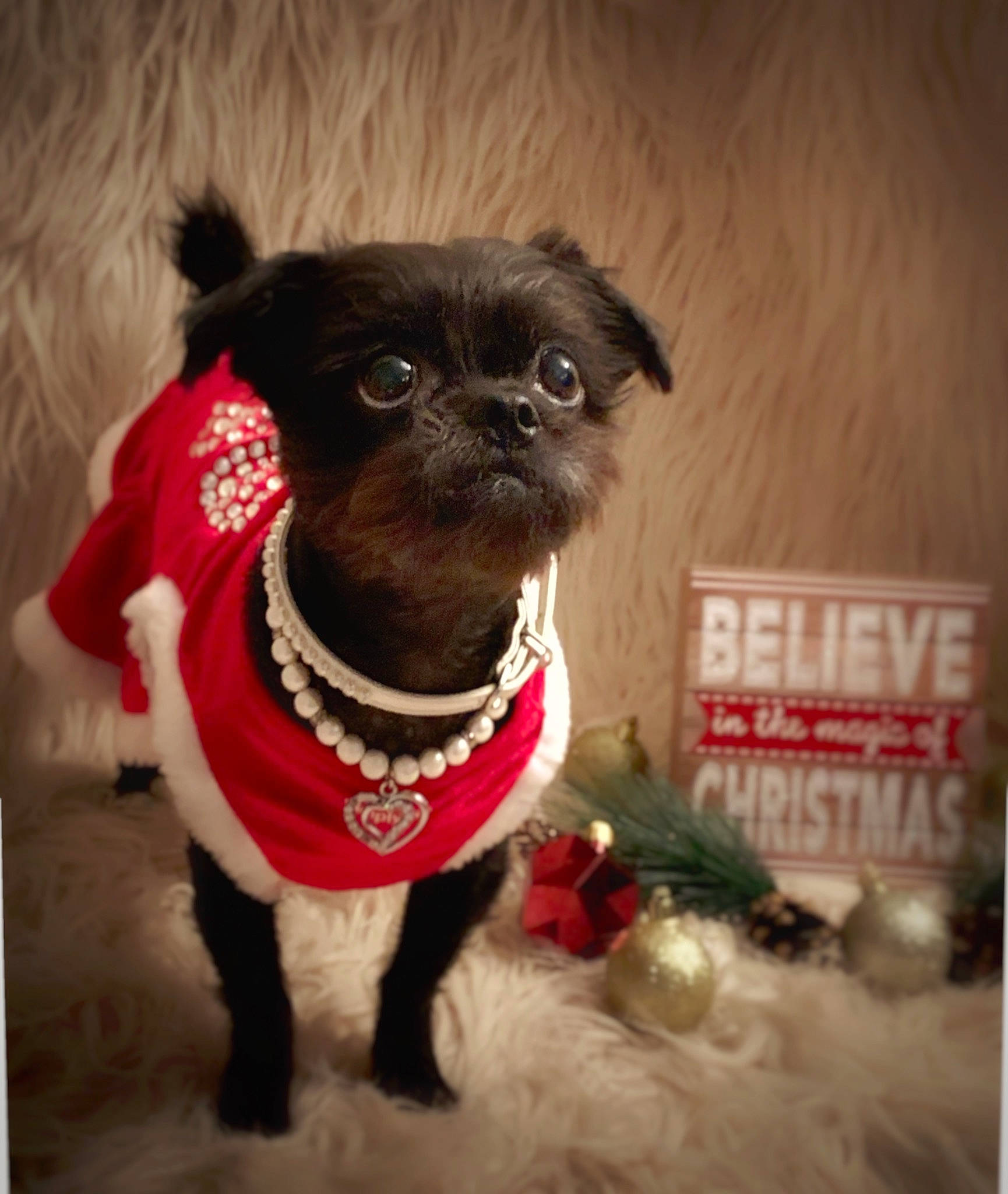 Bella is registered to the contest to win money with this photo: canidae, carnivore, collar, companion_dog, dog, dog_breed, dog_clothes, dog_collar, dog_supply, leash, liver, pet_supply, puppy, small_terrier, snout, sporting_group, toy_dog, working_animal