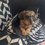 Mikado participe au concours pour gagner de l'argent avec cette photo : dog, pet, couch, bag, black_and_white, patterned, indoor, cozy, fur, curious, collar, homedecor, pillow, fabric, resting, animal, small_dog, furniture, relaxing, casual