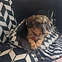 dog, pet, couch, bag, black_and_white, patterned, indoor, cozy, fur, curious, collar, homedecor, pillow, fabric, resting, animal, small_dog, furniture, relaxing, casual