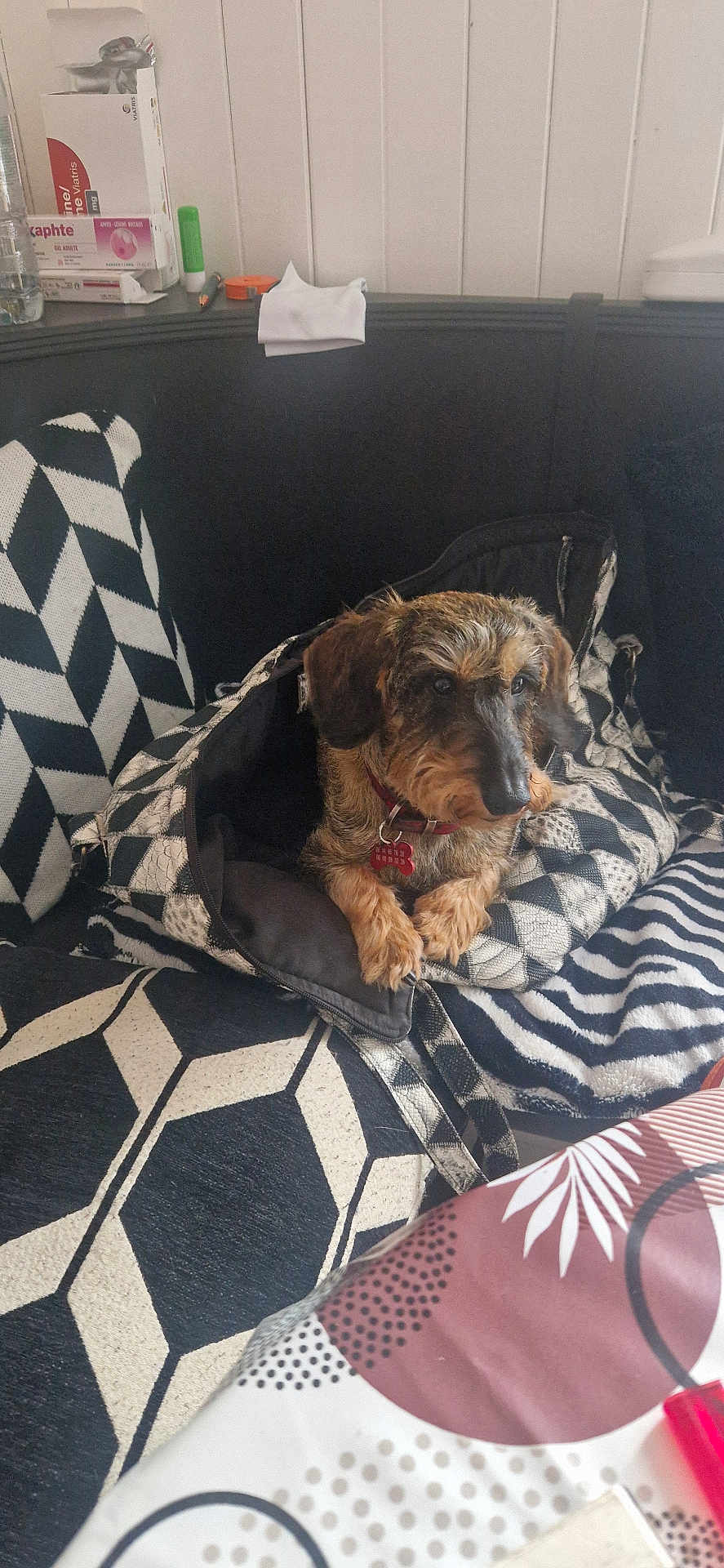 Mikado participe au concours pour gagner de l'argent avec cette photo : dog, pet, couch, bag, black_and_white, patterned, indoor, cozy, fur, curious, collar, homedecor, pillow, fabric, resting, animal, small_dog, furniture, relaxing, casual