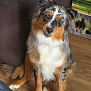 Marley participe au concours pour gagner de l'argent avec cette photo : australian_shepherd, dog, pet, indoor, floor, couch, decor, bamboo, stones, wooden_floor, sitting, fur, ears, tail, friendly, head_tilt, brown, white, black, orange
