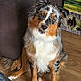 australian_shepherd, dog, pet, indoor, floor, couch, decor, bamboo, stones, wooden_floor, sitting, fur, ears, tail, friendly, head_tilt, brown, white, black, orange