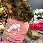 Chloe is registered to the contest to win money with this photo: dog, french_bulldog, brindle, pet, sweater, pink, white_bow, bed, blanket, plush_toy, indoor, looking_back, close_up, ears_up, cute, cozy, animal, companion, fur, portrait