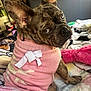 dog, french_bulldog, brindle, pet, sweater, pink, white_bow, bed, blanket, plush_toy, indoor, looking_back, close_up, ears_up, cute, cozy, animal, companion, fur, portrait