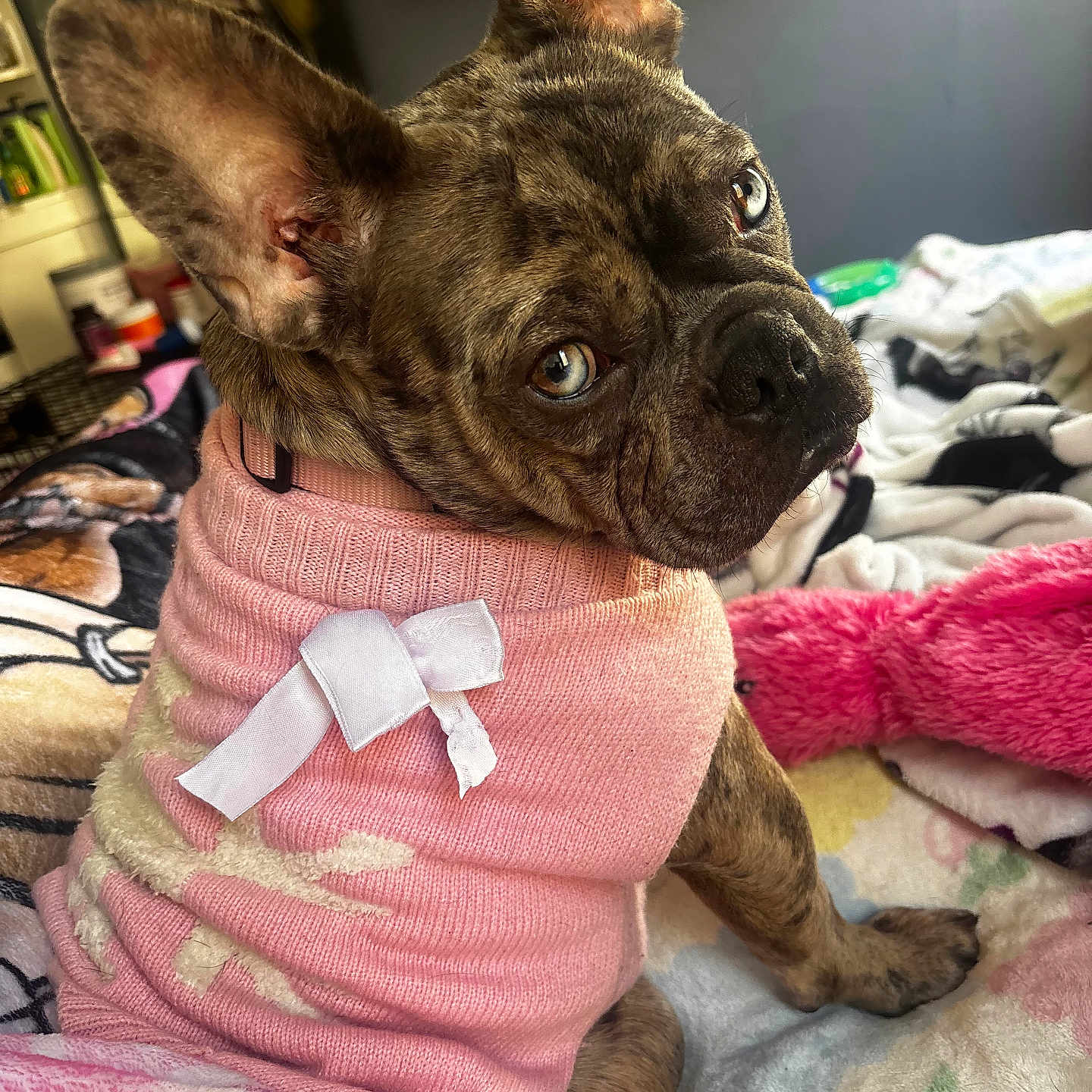 Chloe is registered to the contest to win money with this photo: animal, bed, blanket, brindle, close_up, companion, cozy, cute, dog, ears_up, french_bulldog, fur, indoor, looking_back, pet, pink, plush_toy, portrait, sweater, white_bow