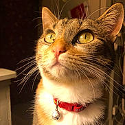 Princesse a rejoint le concours — aidez-le/la à gagner de superbes lots ! animal, bell, cat, close_up, collar, curious, cute, domestic_cat, feline, fur, household, indoor, looking_up, pet, portrait, soft_focus, tabby, warm_light, whiskers, yellow_eyes