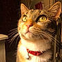 animal, bell, cat, close_up, collar, curious, cute, domestic_cat, feline, fur, household, indoor, looking_up, pet, portrait, soft_focus, tabby, warm_light, whiskers, yellow_eyes