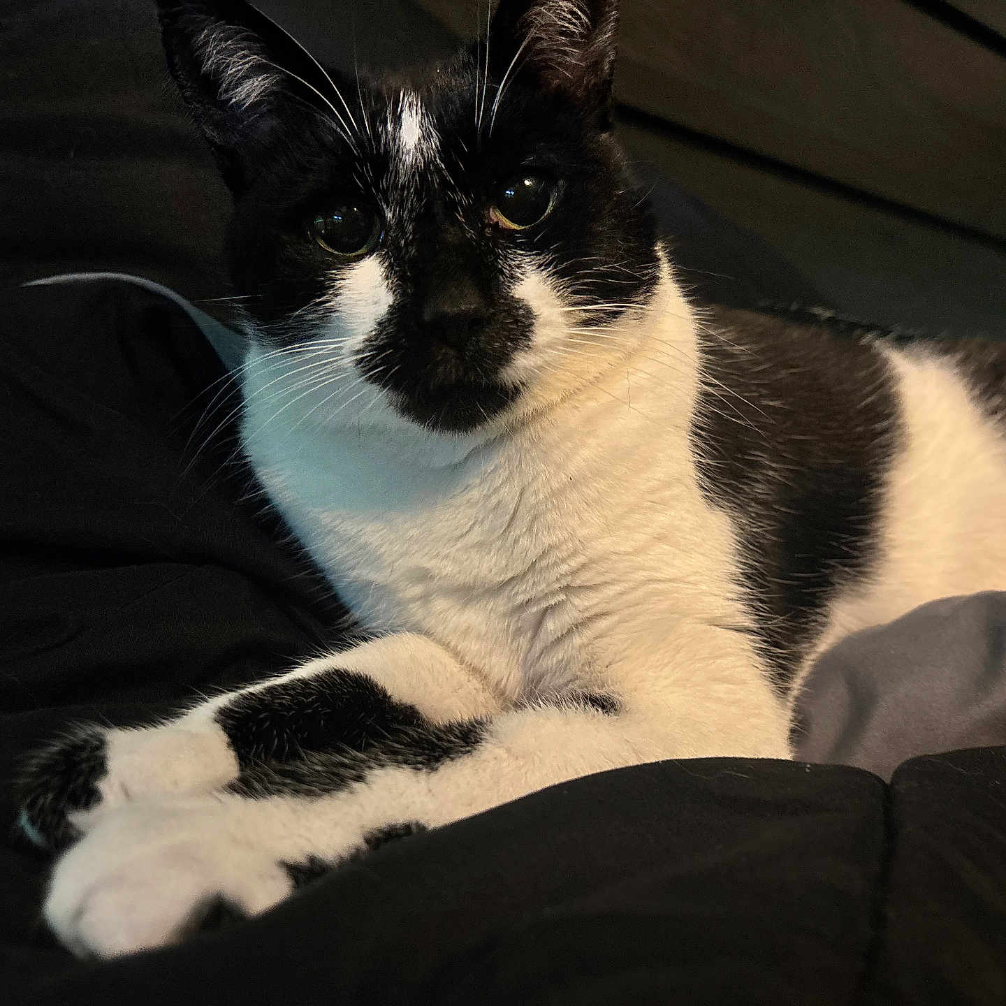 Frannie Ann joined the competition — help win amazing prizes! cat, tuxedo_cat, black_and_white, pet, feline, animal, portrait, close_up, lying_down, crossed_paws, whiskers, ears, eyes, fur, bed, blanket, indoors, cozy, relaxed, domestic_animal