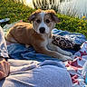 puppy, dog, blanket, outdoor, nature, pond, reflection, sunset, grass, flowers, bottle, leopard_print, relaxing, person, clothing, hand, fur, animal, cute, daylight