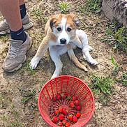 Baïko participe au concours pour gagner de l'argent avec cette photo : puppy, dog, person, legs, sneakers, basket, strawberries, outdoor, dirt, grass, plants, nature, cute, pet, animal, summer, daylight, garden, playful, casual
