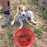 puppy, dog, person, legs, sneakers, basket, strawberries, outdoor, dirt, grass, plants, nature, cute, pet, animal, summer, daylight, garden, playful, casual