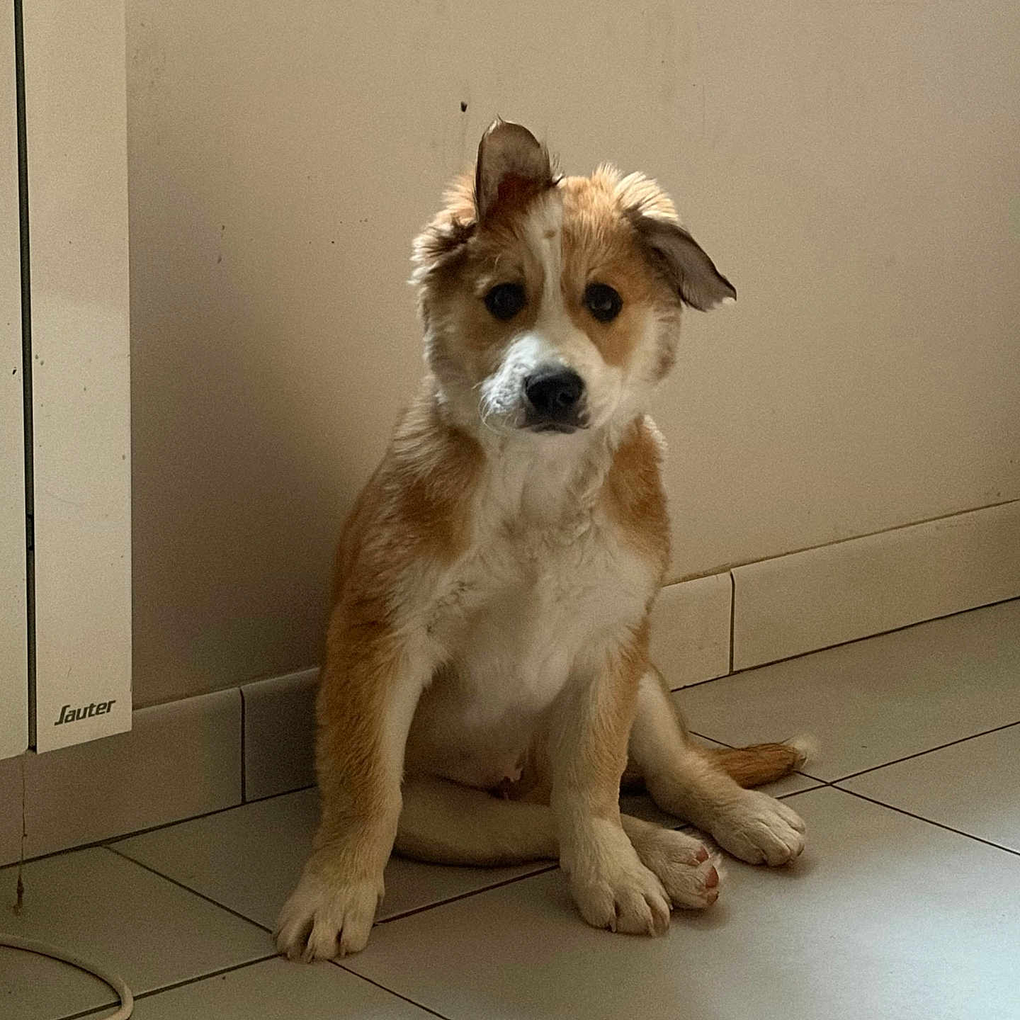 Baïko participe au concours pour gagner de l'argent avec cette photo : puppy, dog, pet, indoor, floor, tile, wall, radiator, ear_flop, cute, sitting, brown, white, fur, young, animal, companion, domestic, curious, adorable