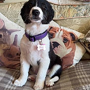 Meg joined the competition — help win amazing prizes! animal_print, black_and_white, blanket, collar, comfort, couch, cute, decor, dog, ears, eyes, fur, home, indoor, name_tag, nose, pet, pillow, puppy, sitting
