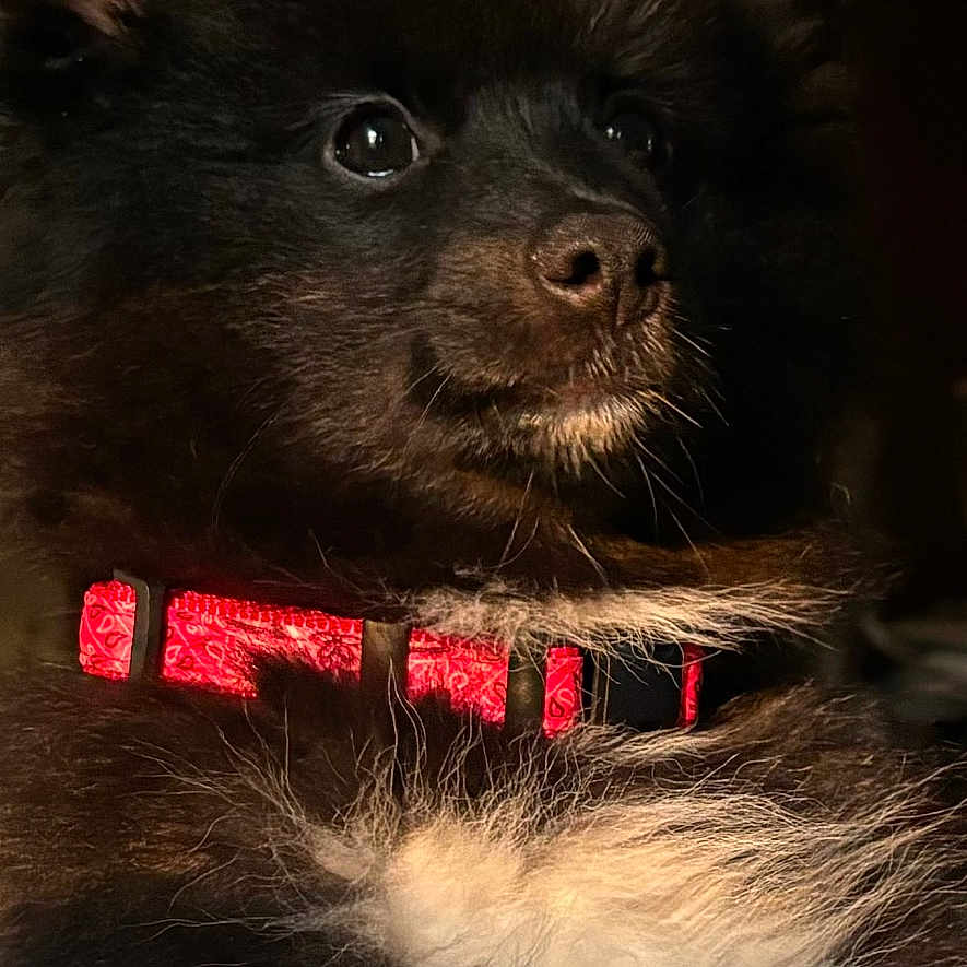 Wolfie is registered to the contest to win money with this photo: accessories, affenpinscher, animal, bodypart, canine, cat, chihuahua, cockerspaniel, collar, dog, eskimodog, indoors, kitten, mouth, papillon, person, pet, puppy, snout, terrier