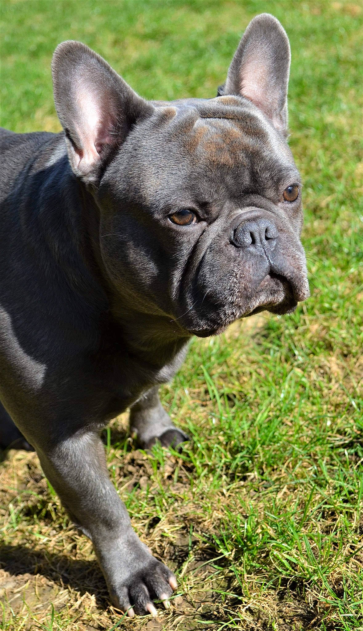 Oxi a rejoint le concours — aidez-le/la à gagner de superbes lots ! bulldog, carnivore, companion_dog, dog, dog_breed, ear, fawn, grass, molosser, non_sporting_group, sculpture, snout, sporting_group, terrestrial_animal, toy_dog, whiskers, working_animal, wrinkle