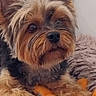 Olga participe au concours pour gagner de l'argent avec cette photo : dog, small_dog, close_up, fluffy, brown_fur, black_fur, pet, toy, orange_toy, blue_toy, blanket, furry, cute, domestic_animal, animal, indoor, resting, face, fur, companion