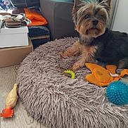 Olga participe au concours pour gagner de l'argent avec cette photo : dog, yorkshire_terrier, dog_bed, toy, plush_toy, rubber_chicken, floor, wooden_floor, indoor, pet, animal, furry, small_dog, bedroom, household_items, basket, clutter, cute, resting, pet_toys