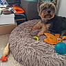 dog, yorkshire_terrier, dog_bed, toy, plush_toy, rubber_chicken, floor, wooden_floor, indoor, pet, animal, furry, small_dog, bedroom, household_items, basket, clutter, cute, resting, pet_toys